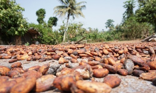 Kultur über Mittag: Cacao! Einverleibte Exotik